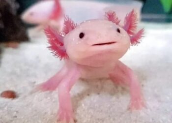Curiosidades sobre el Axolote  