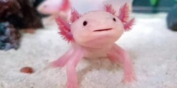 Curiosidades sobre el Axolote  