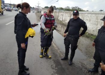 Guardia Estatal atiende reporte ciudadano por cría de cocodrilo en vía pública de Altamira