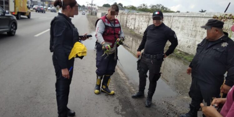 Guardia Estatal atiende reporte ciudadano por cría de cocodrilo en vía pública de Altamira