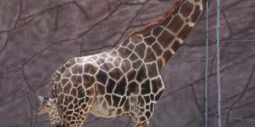 Nace jirafa en el zoológico Tamatán