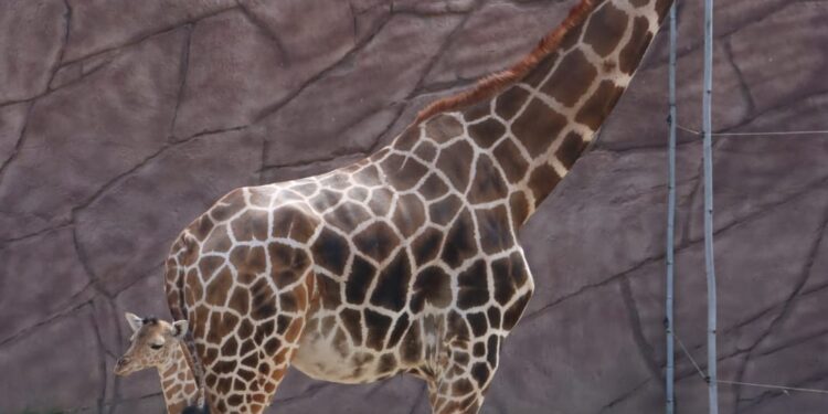 Nace jirafa en el zoológico Tamatán