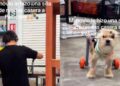 VIDEO VIRAL: Joven se roba el corazón de miles de internautas por crear silla de ruedas a su perrito