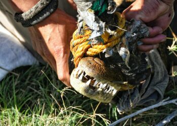 Rescata Comisión de Parques cocodrilo en ejido El Olmo