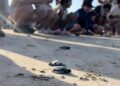 Protege Comisión de Parques y Biodiversidad más de 30 mil huevos de tortuga lora