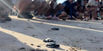 Protege Comisión de Parques y Biodiversidad más de 30 mil huevos de tortuga lora