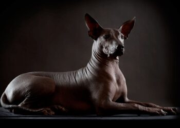 El Xoloitzcuintle: Tesoro Vivo de la Historia Mexicana
