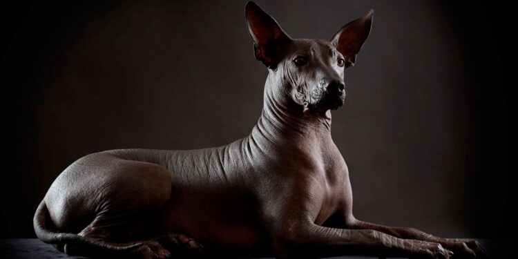 El Xoloitzcuintle: Tesoro Vivo de la Historia Mexicana