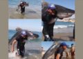 VIDEO VIRAL: Hombre sorprende al salir del mar con un tiburón tigre en Michoacán y desata debate en redes