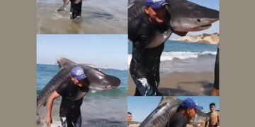 VIDEO VIRAL: Hombre sorprende al salir del mar con un tiburón tigre en Michoacán y desata debate en redes