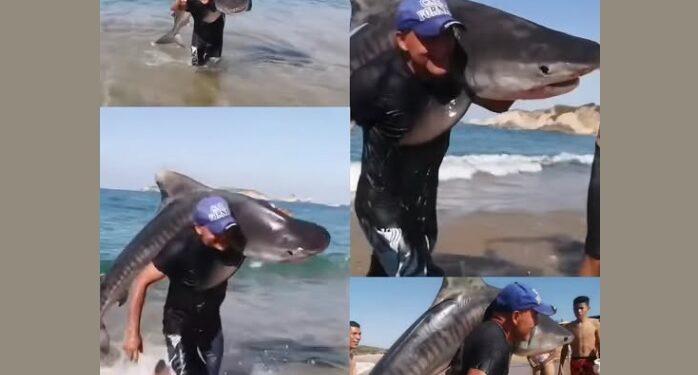 VIDEO VIRAL: Hombre sorprende al salir del mar con un tiburón tigre en Michoacán y desata debate en redes