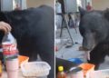 VIDEO VIRAL: Un oso causa revuelo en San Pedro Garza García tras robar comida de obra y video se viraliza