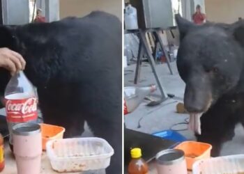 VIDEO VIRAL: Un oso causa revuelo en San Pedro Garza García tras robar comida de obra y video se viraliza