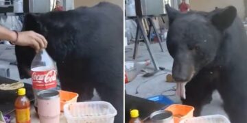 VIDEO VIRAL: Un oso causa revuelo en San Pedro Garza García tras robar comida de obra y video se viraliza