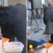 VIDEO VIRAL: Un oso causa revuelo en San Pedro Garza García tras robar comida de obra y video se viraliza