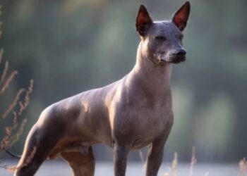 El Xoloitzcuintle: el guardián ancestral de México