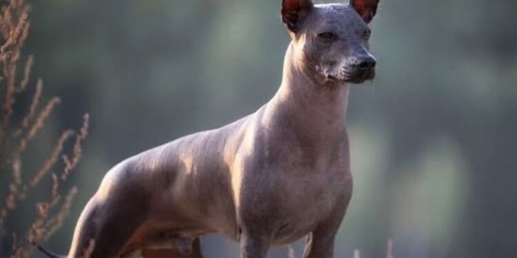 El Xoloitzcuintle: el guardián ancestral de México