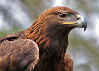 Animales emblemáticos de México: guardianes de la identidad natural