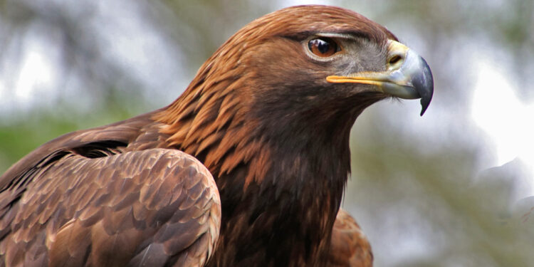 Animales emblemáticos de México: guardianes de la identidad natural