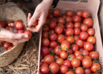 El tomate: un alimento temido en el siglo XVII