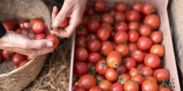 El tomate: un alimento temido en el siglo XVII