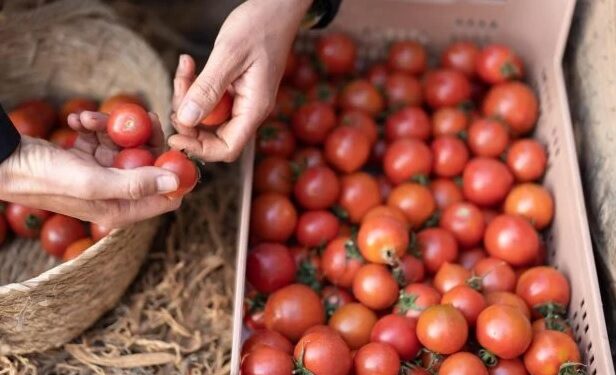 El tomate: un alimento temido en el siglo XVII