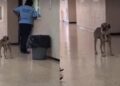 VIDEO VIRAL: Un perrito con collarín conquista TikTok desde una clínica mexicana