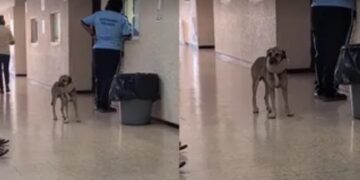 VIDEO VIRAL: Un perrito con collarín conquista TikTok desde una clínica mexicana