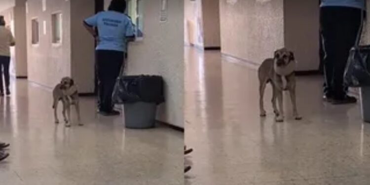 VIDEO VIRAL: Un perrito con collarín conquista TikTok desde una clínica mexicana