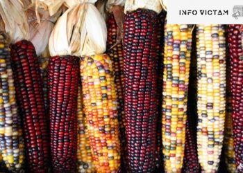 México resguarda más de 500 variedades de maíz, patrimonio biocultural del país