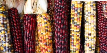 México resguarda más de 500 variedades de maíz, patrimonio biocultural del país