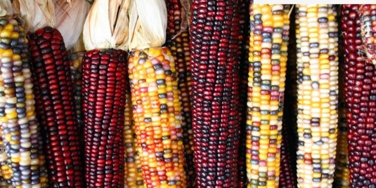 México resguarda más de 500 variedades de maíz, patrimonio biocultural del país