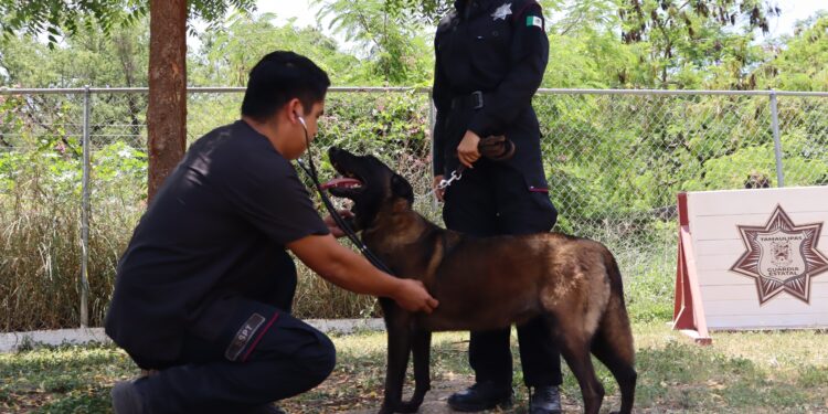 Refuerza SSPT medidas de protección a elementos caninos de la Guardia Estatal ante altas temperaturas